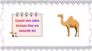 camel jokes